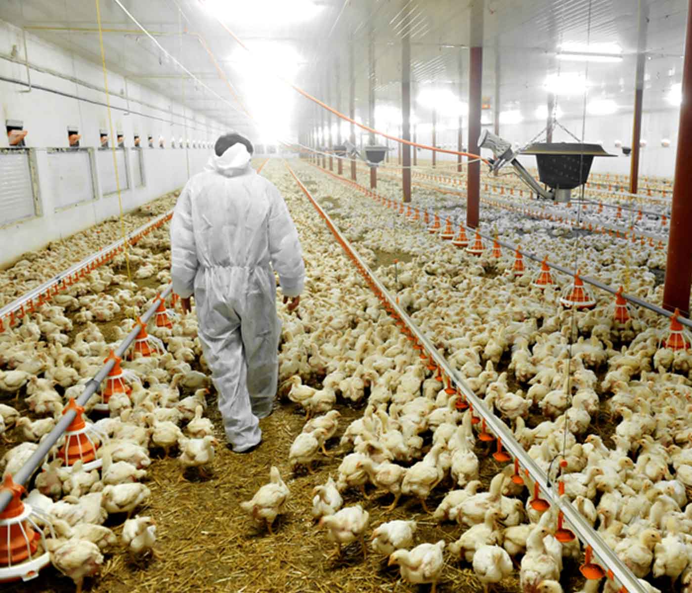 ExtraVet — біобезпека на фермі